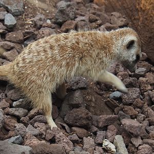 Digging meerkat (Suricata suricatta), 2020-09-03