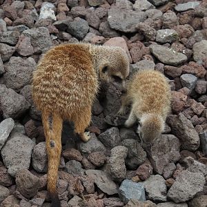 Meerkats  (Suricata suricatta), 2020-09-03