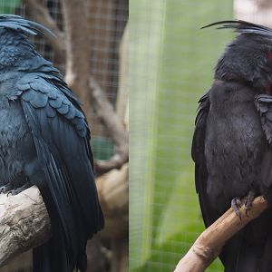 Palm cockatoo (Probosciger aterrimus), 2020-09-03