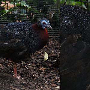 Bulwer's pheasant (Lophura bulweri), 2020-09-03