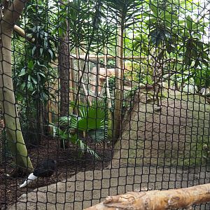Bulwer's pheasant aviary, 2020-09-03