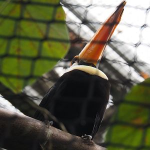 Toco toucan (Ramphastos toco), 2020-09-03
