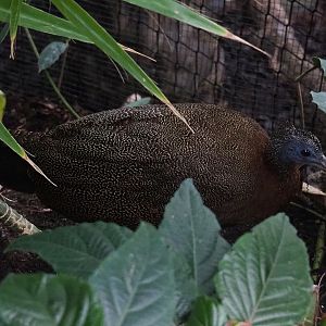 Malayan great argus pheasant (Argusianus argus argus), 2020-09-03