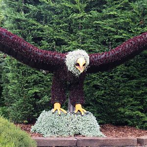 Bald eagle topiary, 2020-09-03