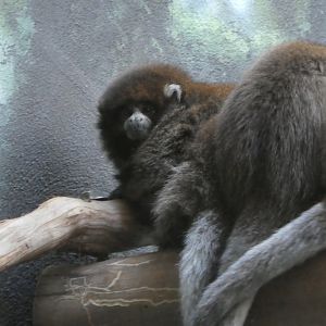 Rare Animal Conservation Center - White-eared Titi