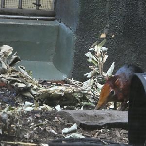 Rare Animal Conservation Center - Black-and-rufous Elephant Shrew