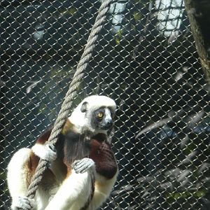 Primate Reserve - Coquerel's Sifaka