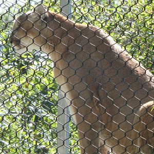 Big Cat Crossing - Cougar