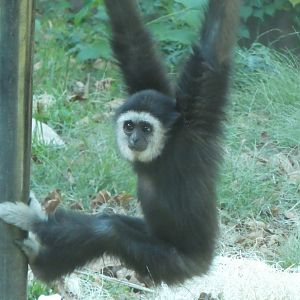 Primate Reserve - Lar Gibbon