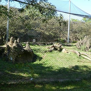 Big Cat Falls - Lion Exhibit