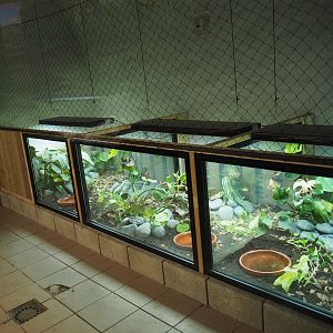 Amphibian breeding terraria, 2020-09-03