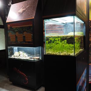 Amphibian terraria in the last room of the crypt, 2020-09-03