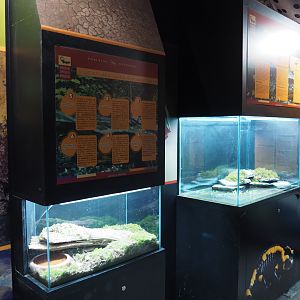 Amphibian terraria in the last room of the crypt, 2020-09-03