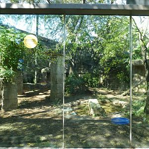 Big Cat Falls - Amur Leopard Exhibit