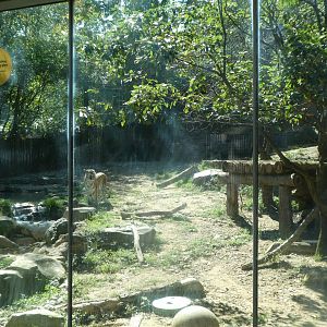 Big Cat Falls - Tiger Exhibit