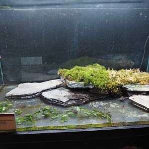 Yellow-bellied toad terrarium, 2020-09-03