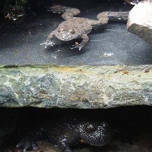 European yellow-bellied toads (Bombina variegata), 2020-09-03