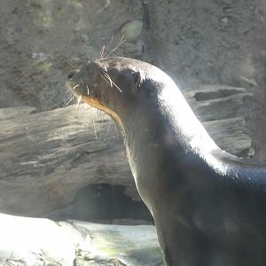 Water is Life - Giant Otter