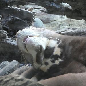 Water is Life - Giant Otter