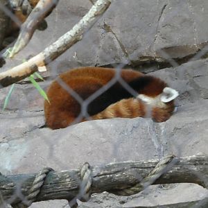 Water is Life - Red Panda