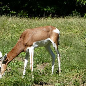African Plains - Dama Gazelle