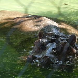 African Plains - Hippopotamus