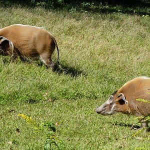 African Plains - Red River Hog