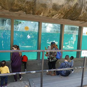 Penguin Point - Underwater Viewing