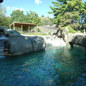 Penguin Point - Humboldt Penguin/Flying Steamer-Duck Exhibit