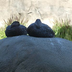 Penguin Point - Flying Steamer-Duck