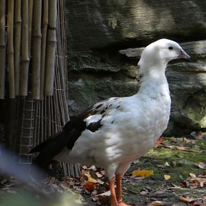 Bird Valley - Andean Goose