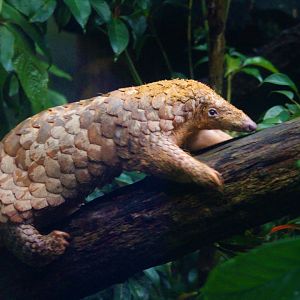 Sunda Pangolin / Manis javanica