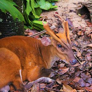 Bornean Barking Deer (M. m. pleicharicus)- Stag