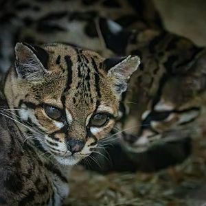 Margay / Exmoor Zoo / 7-9-20