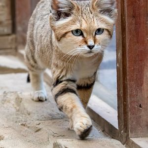 Male Sand Cat / Exmoor Zoo / 7-9-20