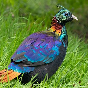 Male Himalayan Monal / Exmoor Zoo / 7-9-20