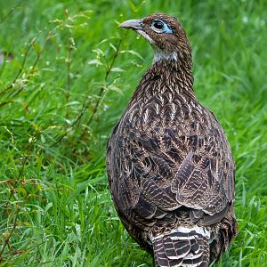 Female Himalayan Monal / Exmoor Zoo / 7-9-20