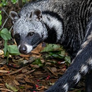 Male African Civet / Exmoor Zoo / 7-9-20