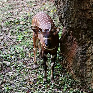 Bongo Calf, October 2015