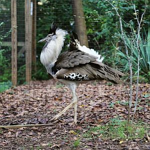 Kori Bustard