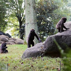 Three Little Gorillas, October 2015