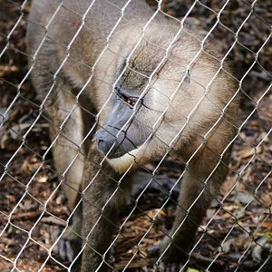 Drill (Mandrillus leucophaeus)