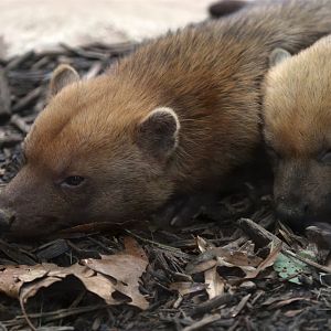 Bush Dog, October 2015