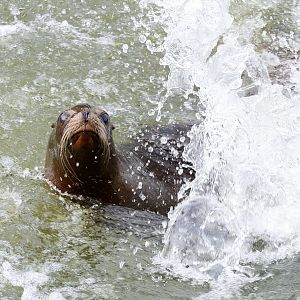 Longleat - sealion alongside boat