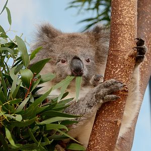 Longleat - Koala