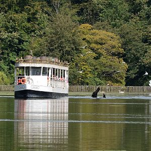 Longleat - view of sealions from boat