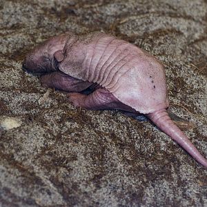 Young 6 Banded Armadillo - Longleat