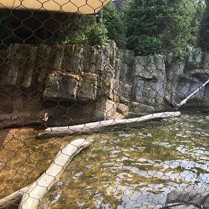 Owen's Sea Lion Shores - Pupping Beach - Sept. 2020