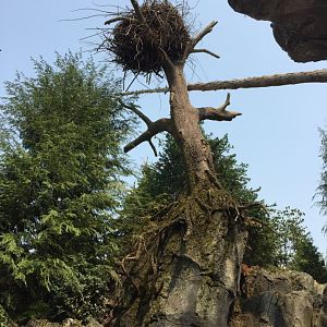 Owen's Sea Lion Shores - Bald Eagle Nest - Sept. 2020