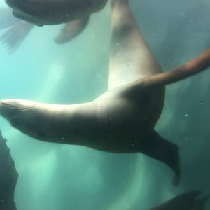 Owen's Sea Lion Shores - California Sea Lions - Sept. 2020